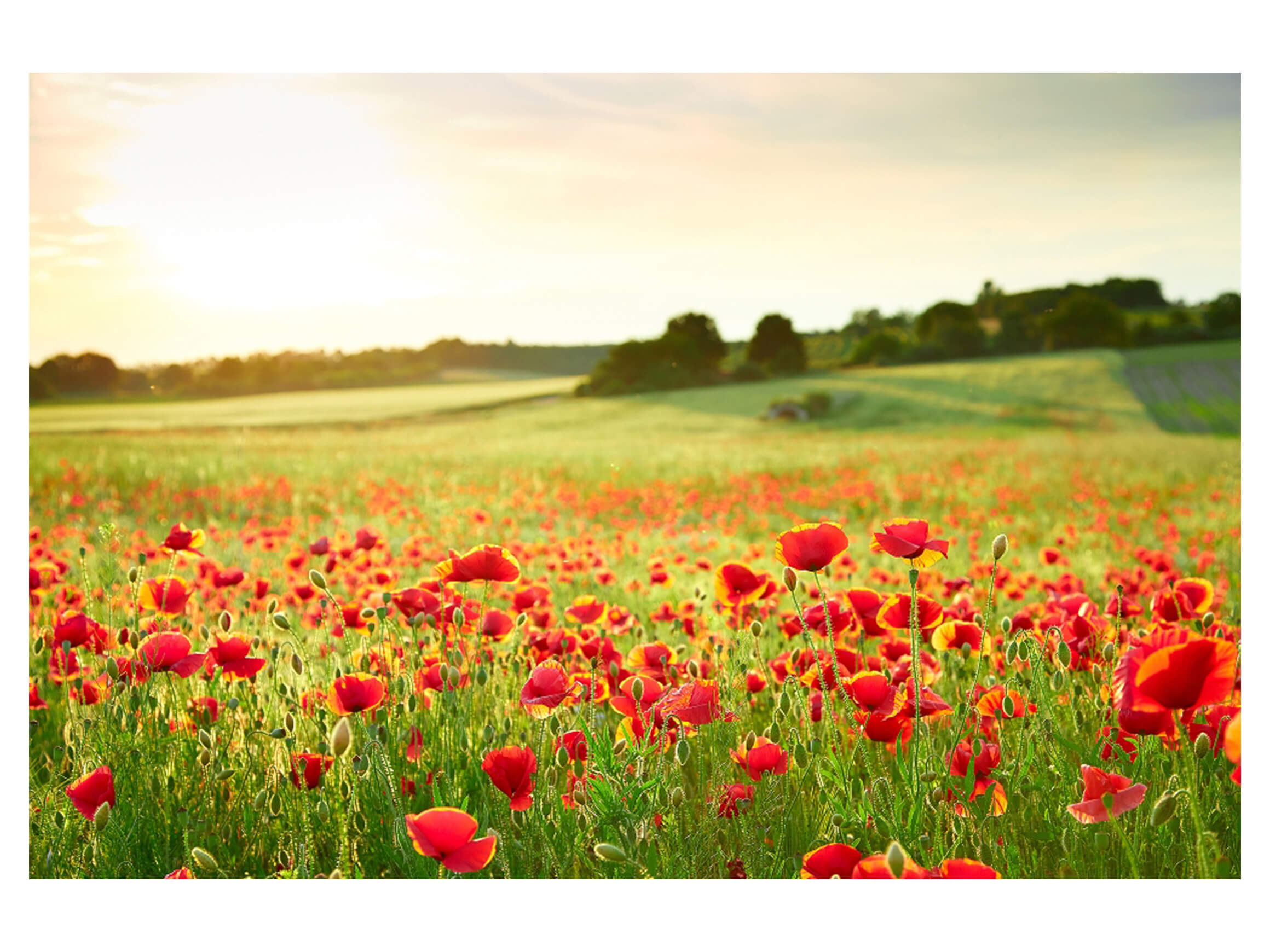 Digitaldruck auf Acrylglas Mohnwiese 2 image LAND / Grösse: 120 x 80 cm