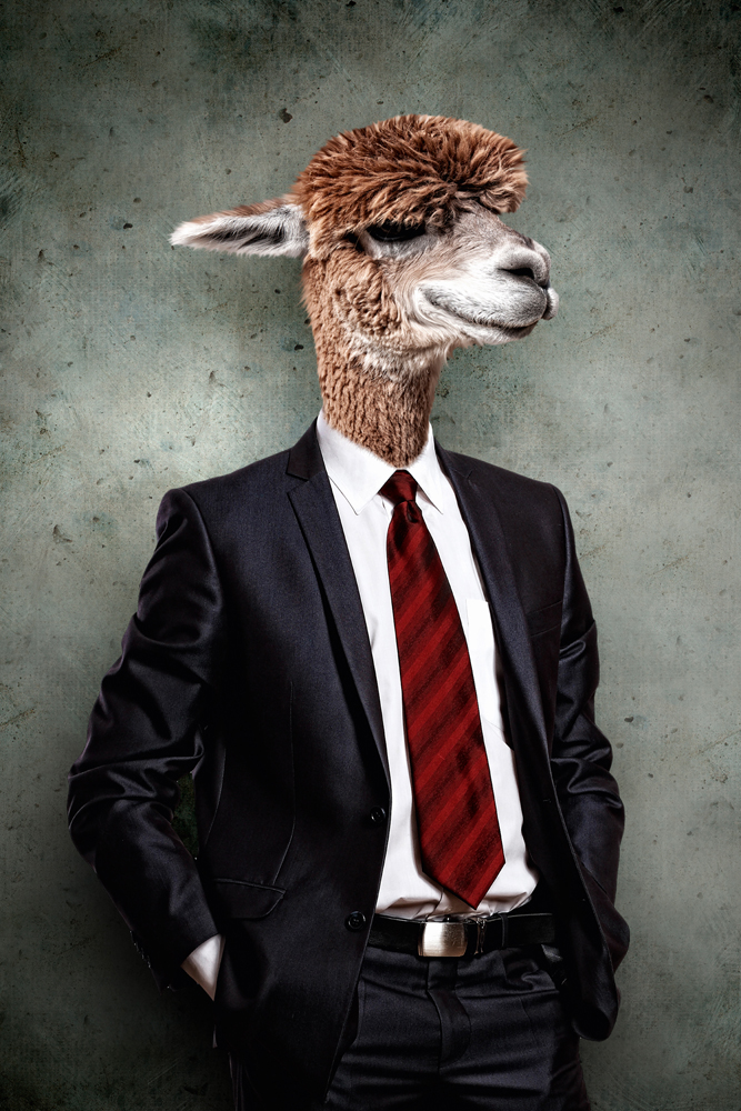 Alubild-Lama im Anzug-image LAND