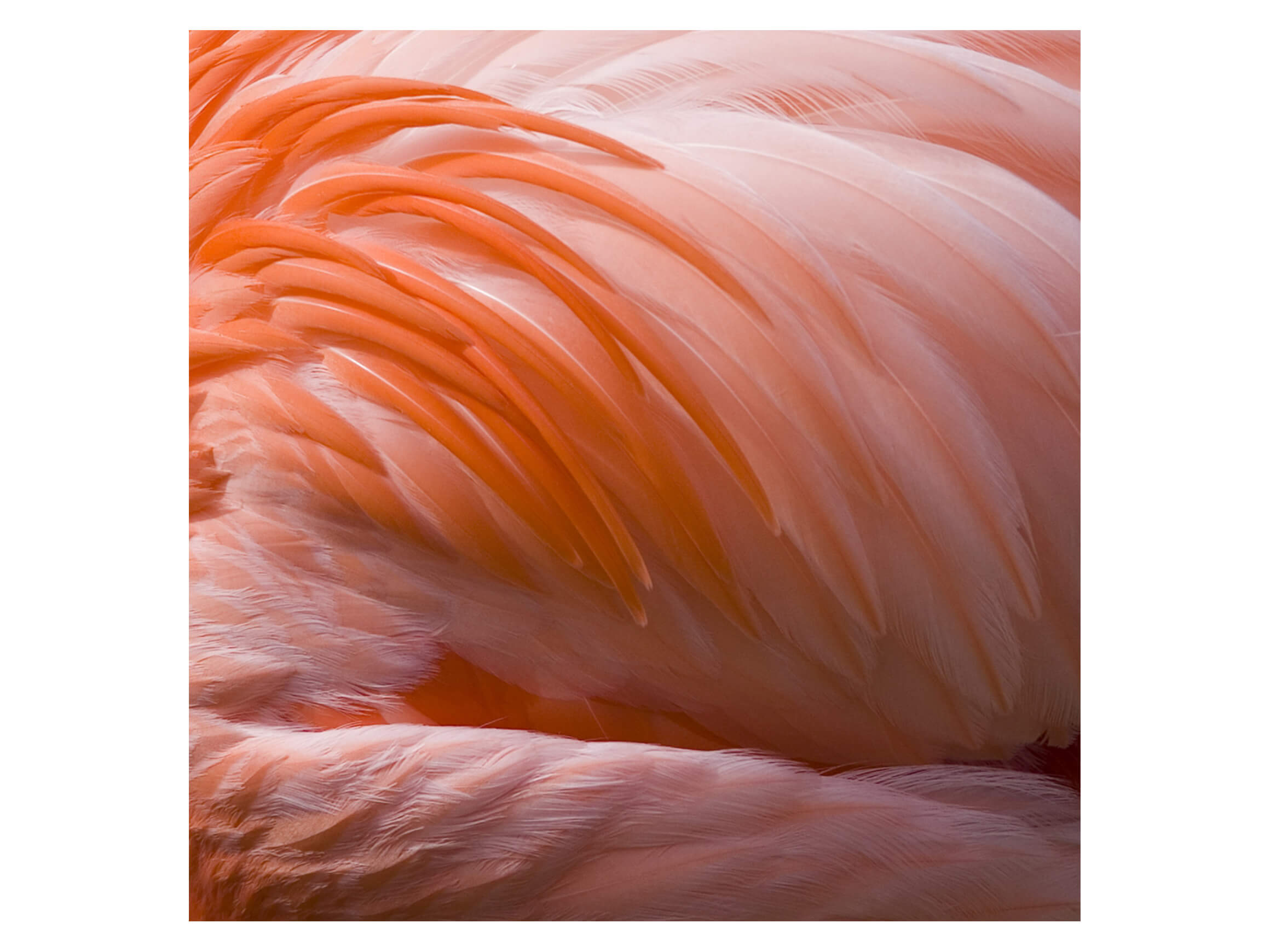 3a ART Bildsystem Pink Beauty  | Schubiger Möbel