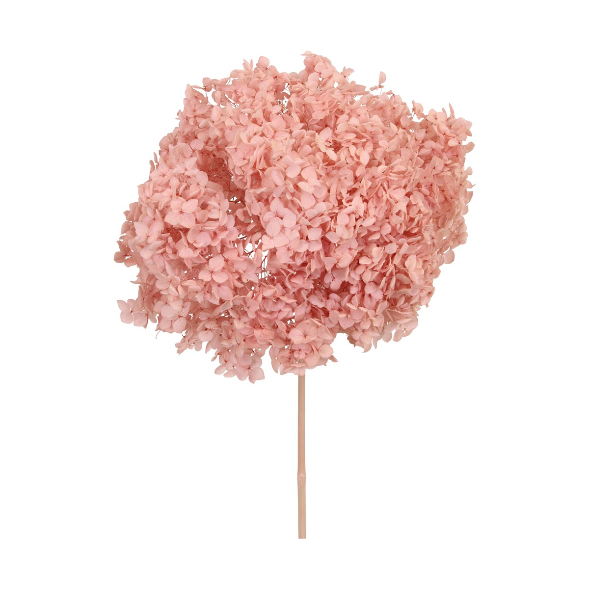 Decofinder Kunstblumen Bund Hortensien, Pink, H:60 cm Rosa | Schubiger Möbel