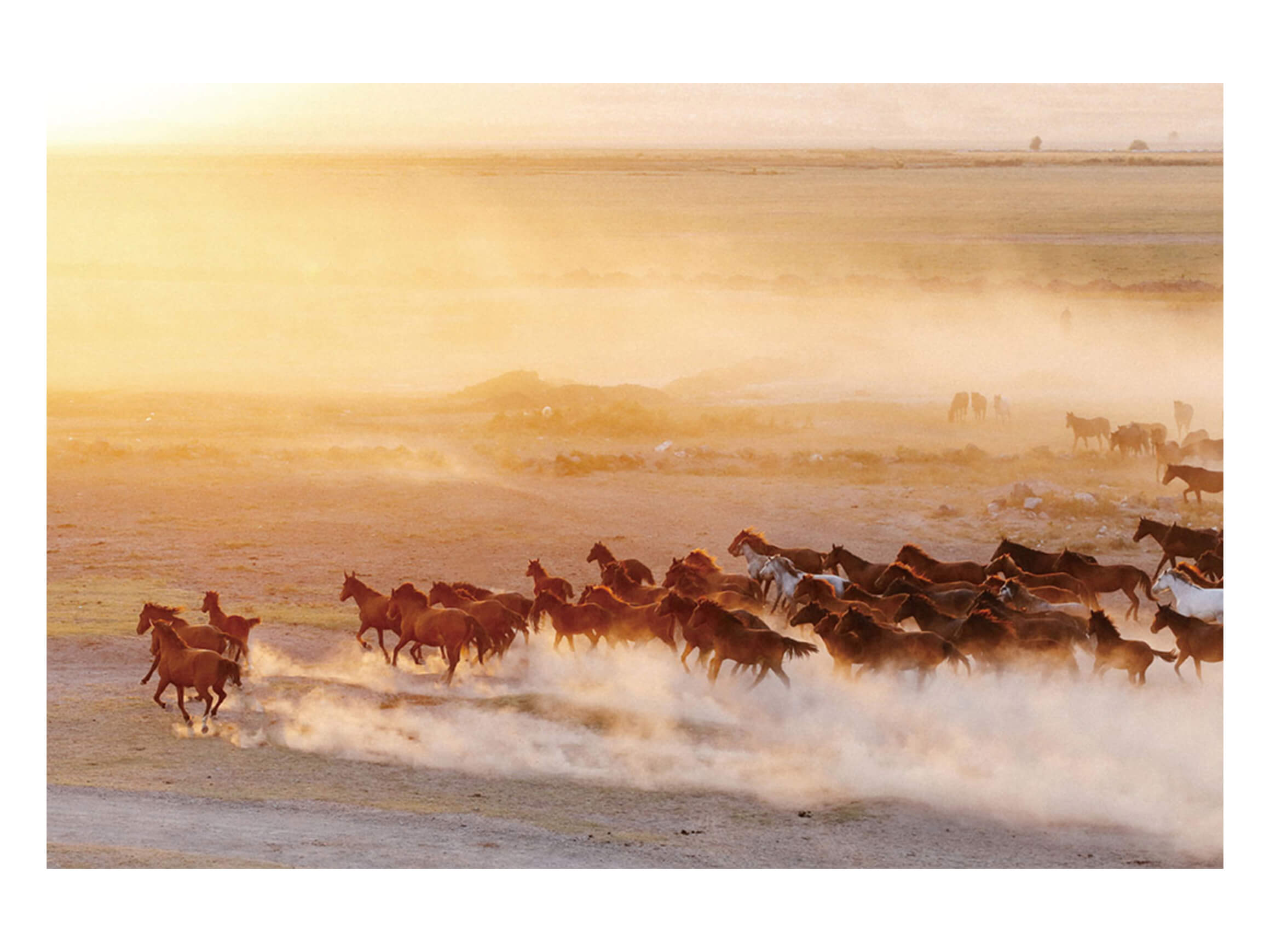 Bild Wildpferde image LAND