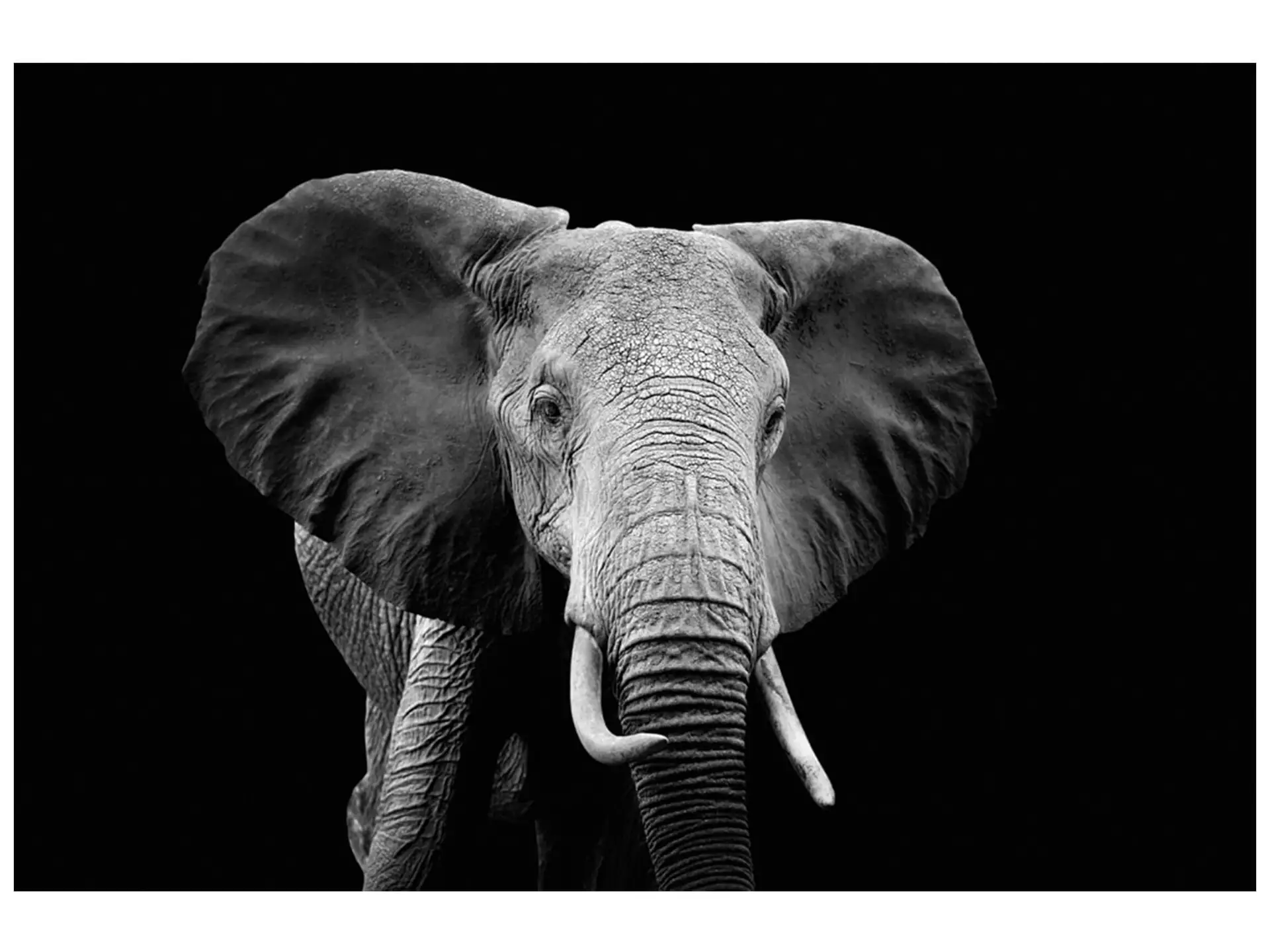 Digitaldruck auf Glas Majestätischer Elefant image LAND