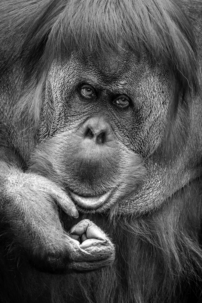 Acrylglasbild-Orang-Utan-image LAND