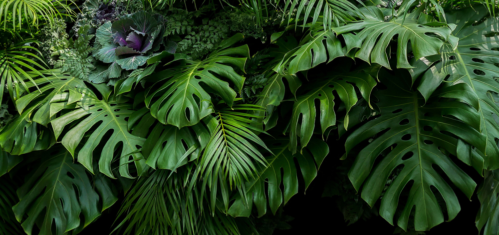 Alubild Grünes Blättermeer image LAND