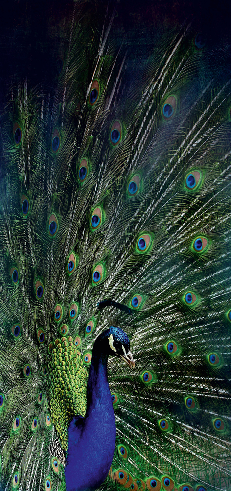 Alubild-Majestätischer Pfau-image LAND