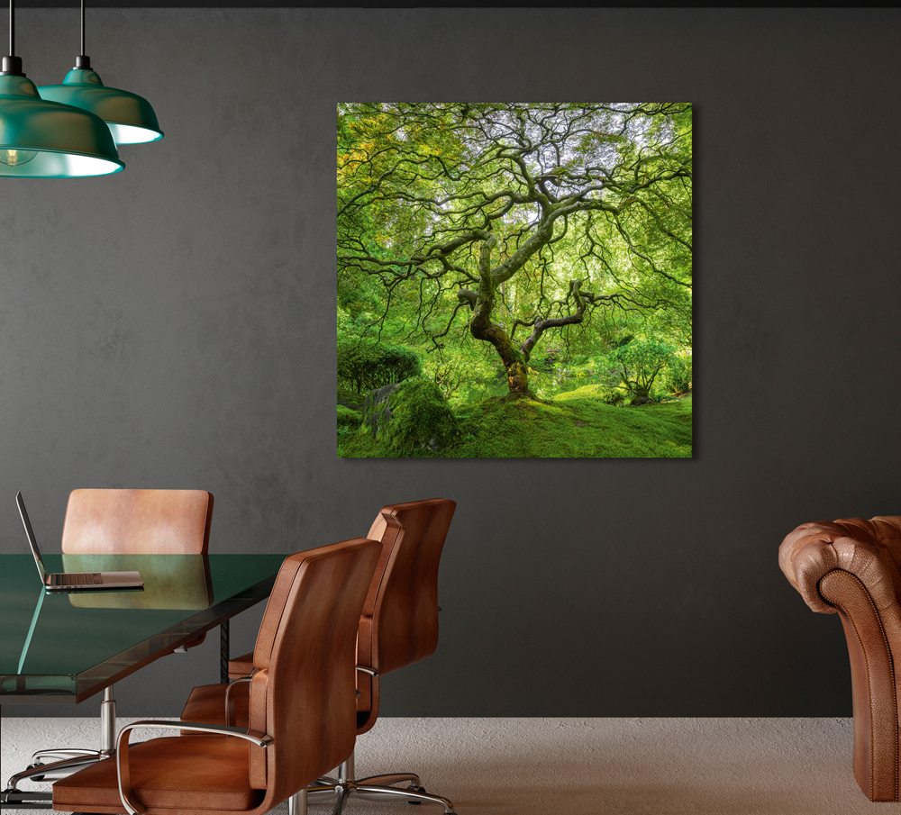 Acrylglasbild Bauminsel image LAND