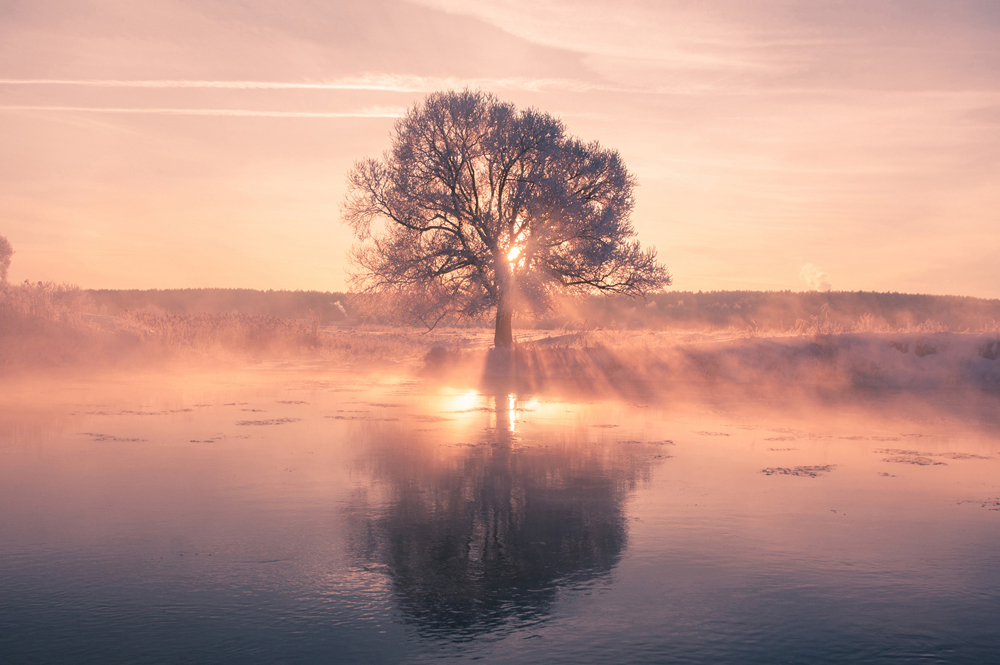 Alubild-Baum mit Spiegelung-image LAND