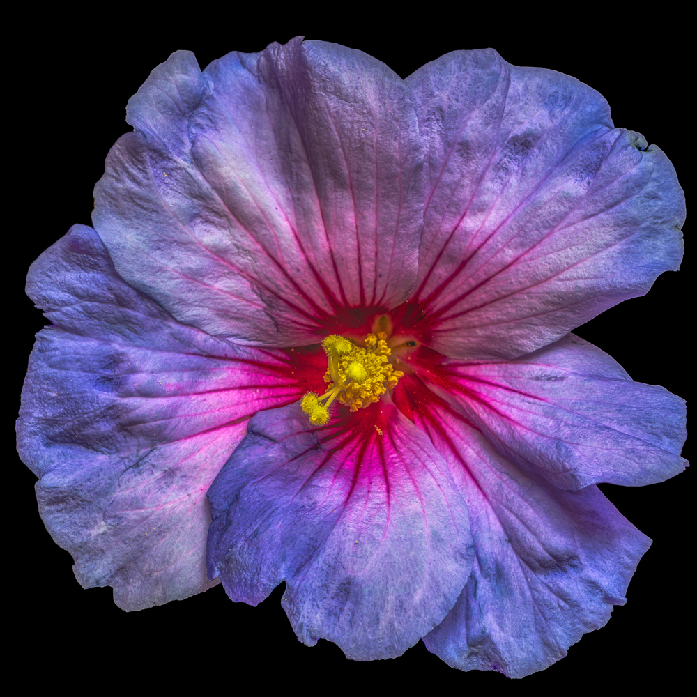 Alubild-Hibiskusblüte in Blau und Rosa-image LAND