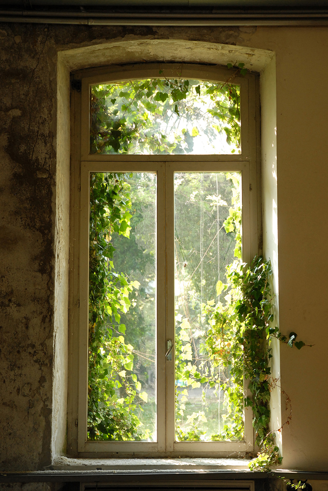 Alubild-Fenster Bewachsen mit Laub-image LAND