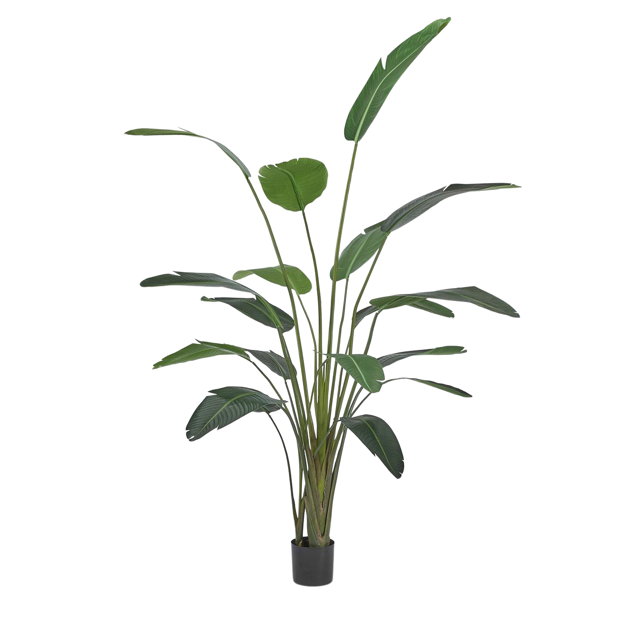 Edg Kunstpflanze Strelitzien H: 245 cm  | Schubiger Möbel