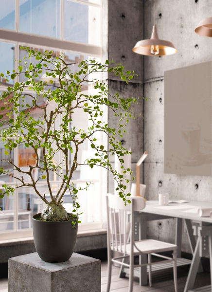 Kunstpflanze Mühlenbeckia im Topf, Grün H: 91 cm Gasper