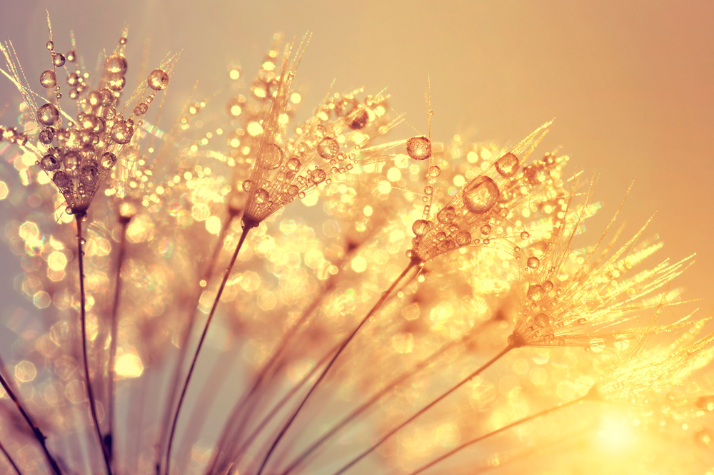 Alubild Pusteblume mit Morgentau image LAND