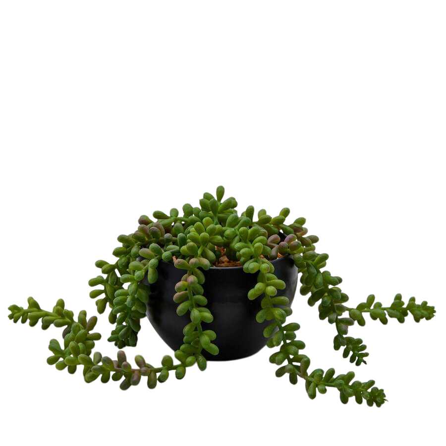 Edg Kunstpflanze Sedum im Topf H: 10 cm  | Schubiger Möbel