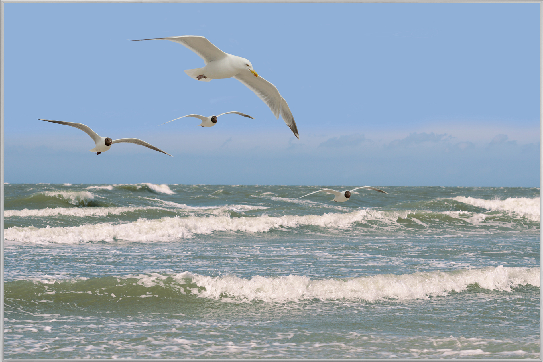 Bild mit Rahmen-Möwen Über Rauer See-image LAND