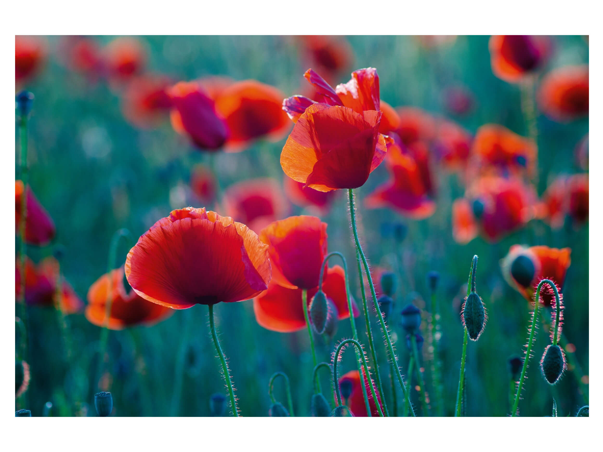 Digitaldruck auf Acrylglas Mohnfeld image LAND / Grösse: 120 x 80 cm
