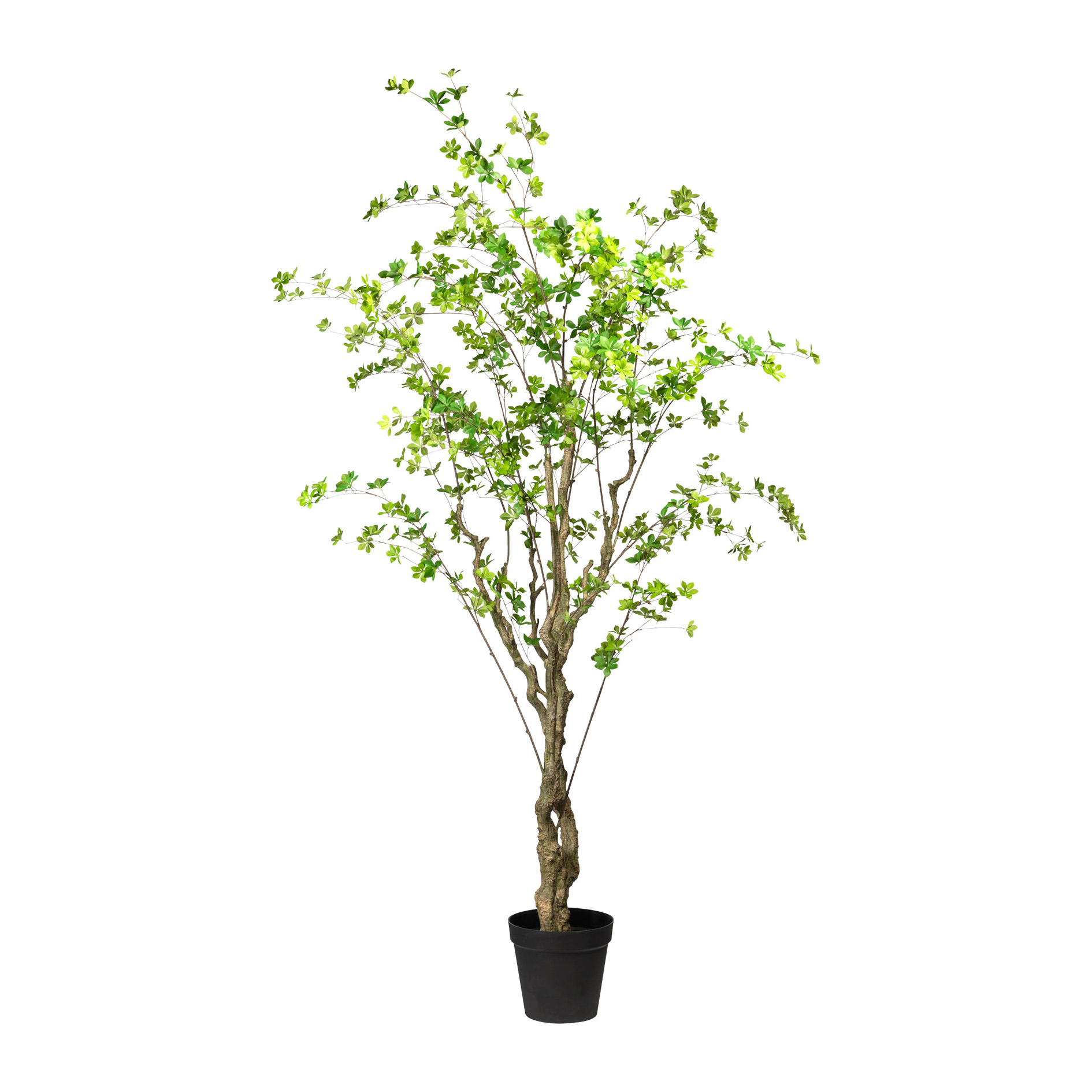 Gasper Kunstpflanze Louisiana Baum Grün | Schubiger Möbel