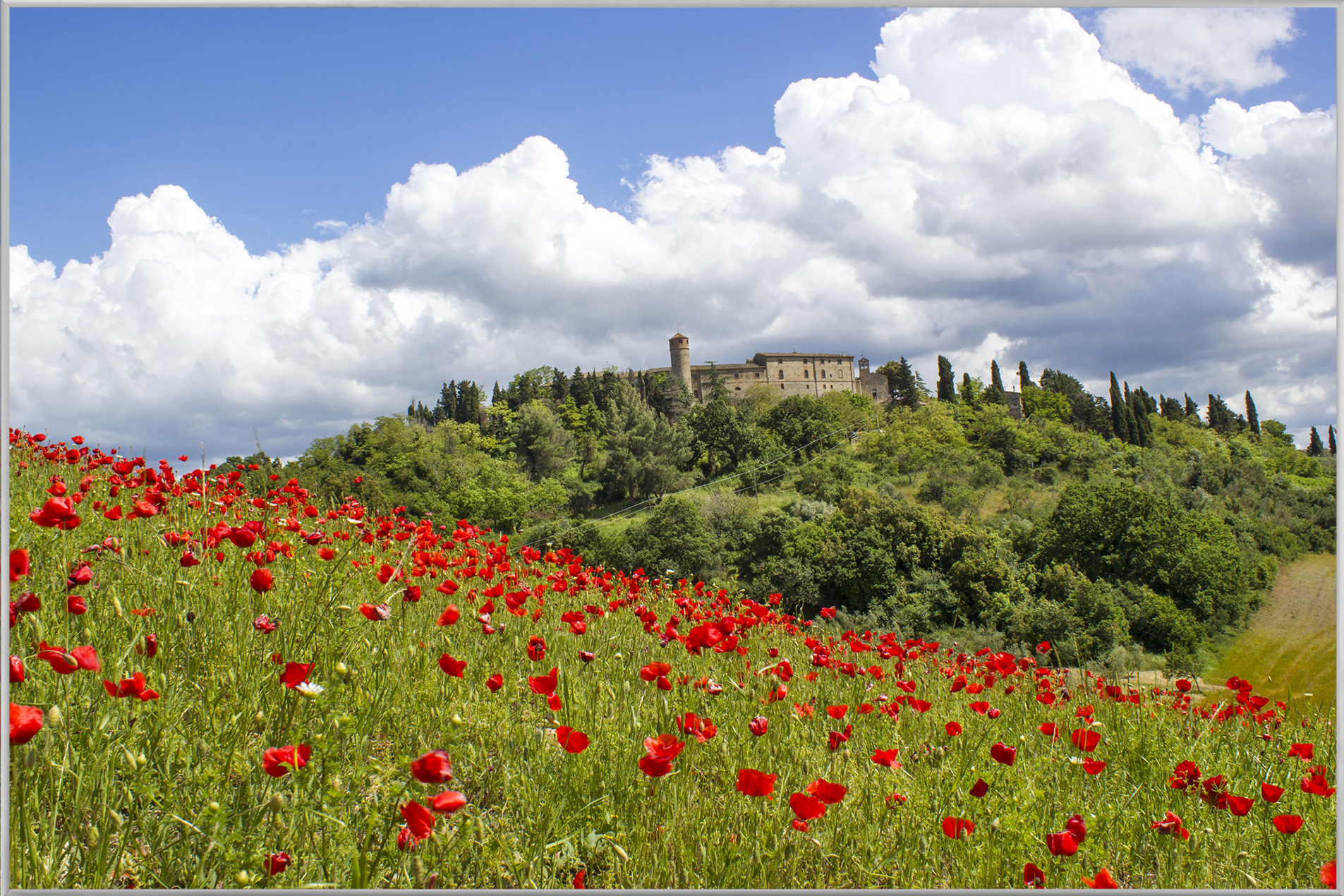Bild mit Rahmen-Mohnwiese 1-image LAND