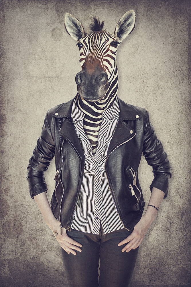 Alubild-Zebra Gentleman-image LAND
