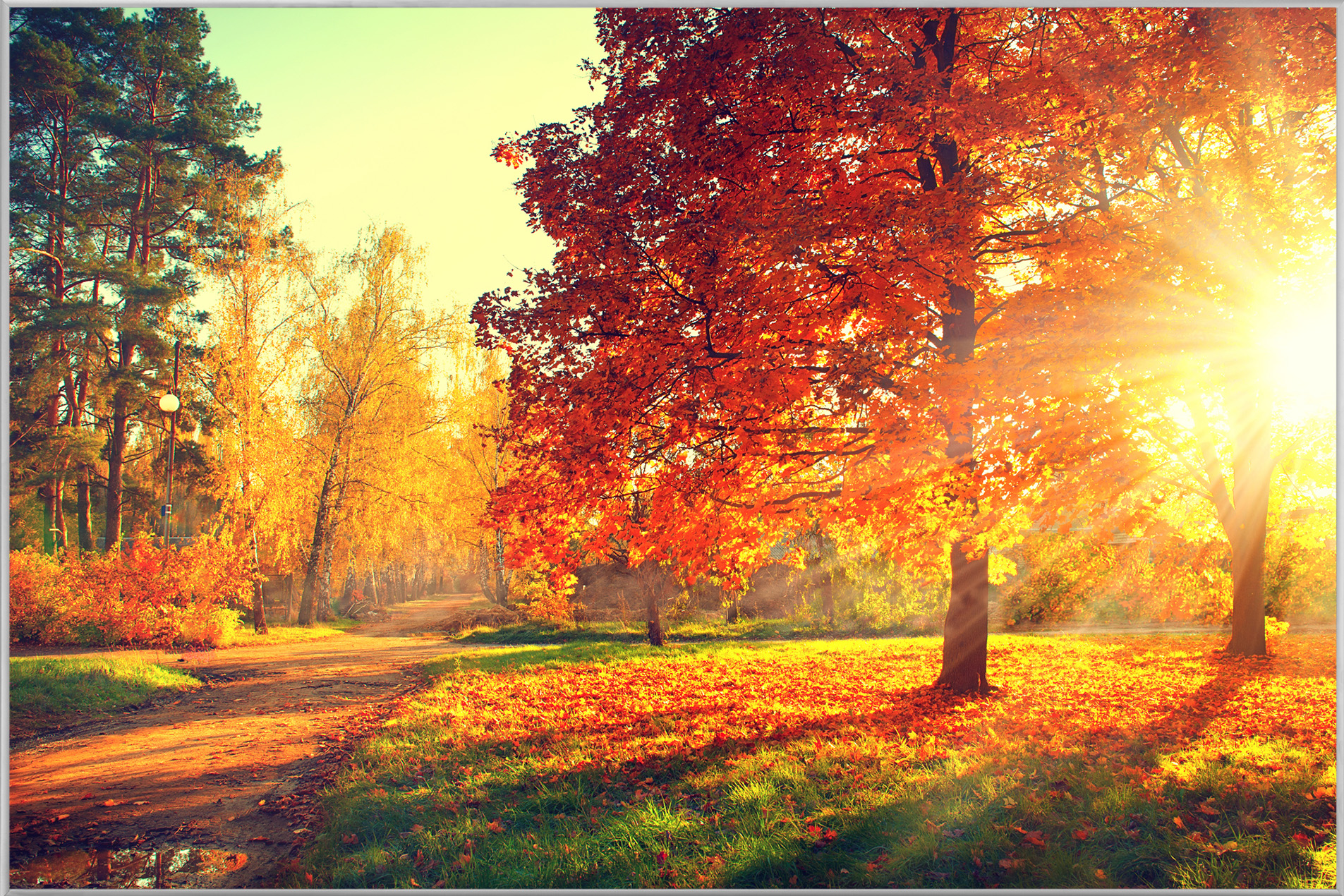 image LAND Bild mit Rahmen Abendstimmung im Herbstwald  | Schubiger Möbel