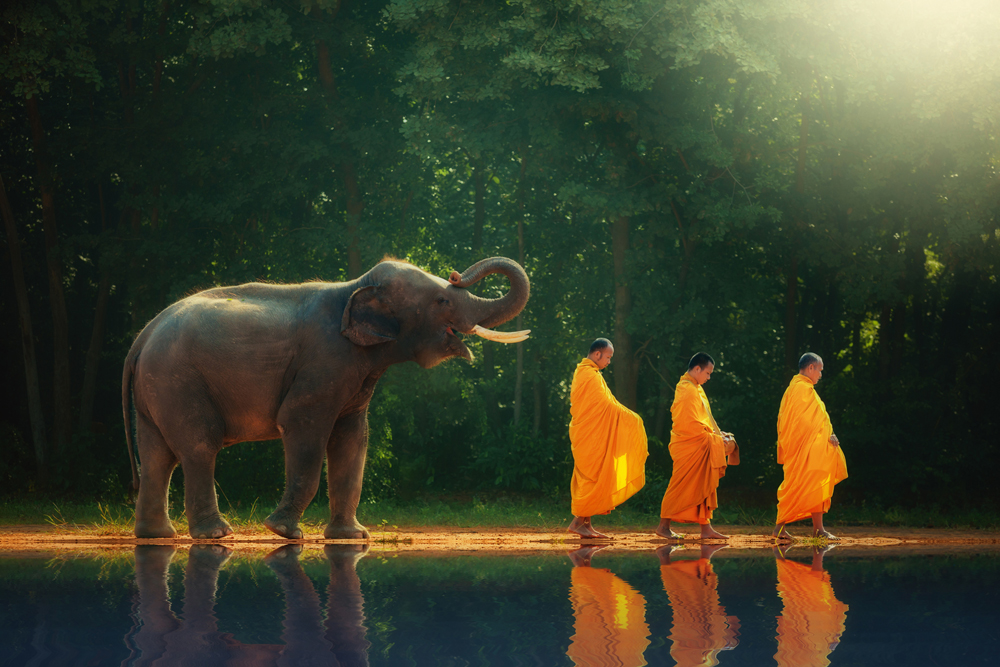 Alubild-Mönchwanderung mit Elefant-image LAND