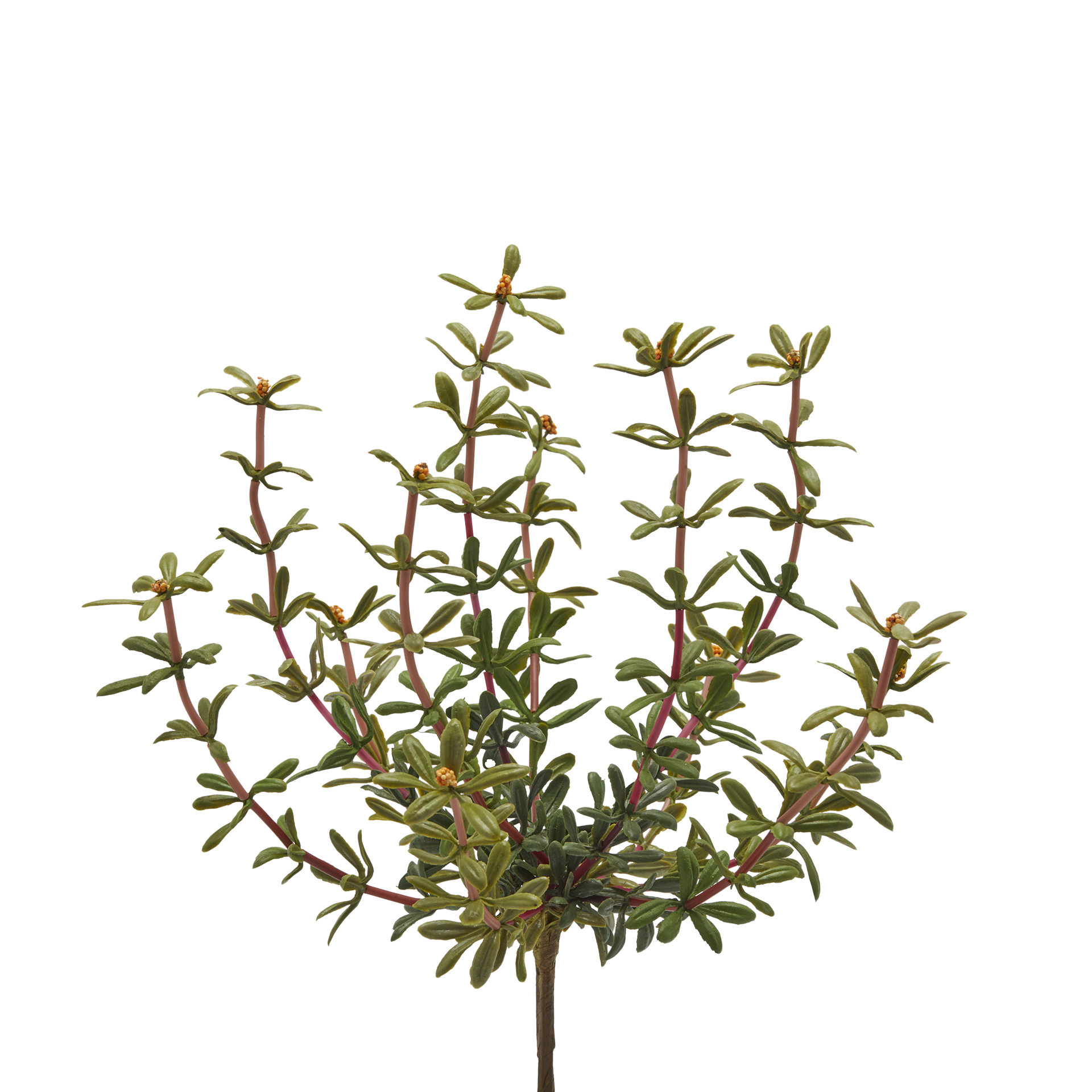 Edg Kunstblume Portulak Orange H: 27 cm Orange | Schubiger Möbel