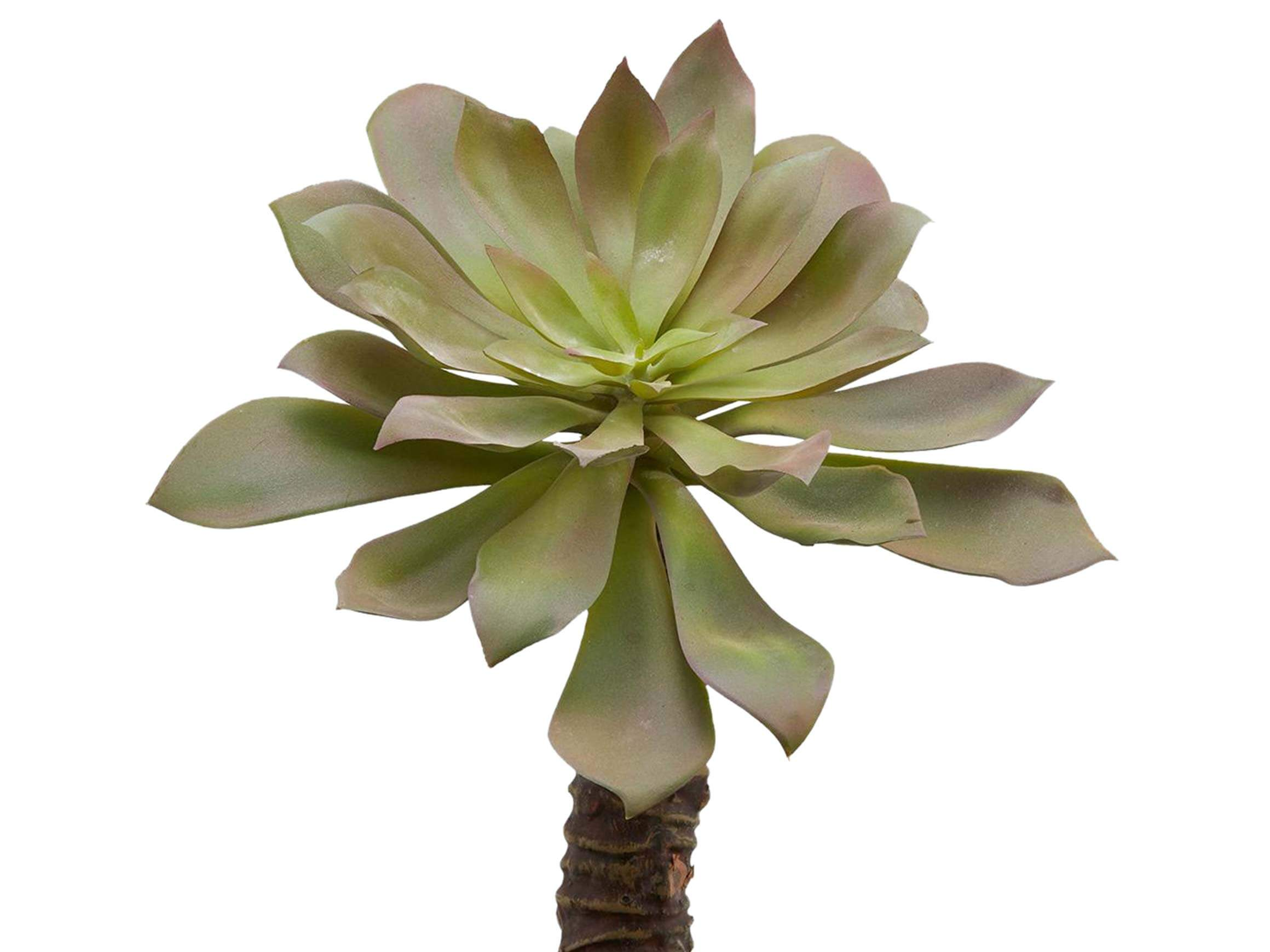 Edg Echeveria Grün-Rosa H: 50 cm Rosa | Schubiger Möbel