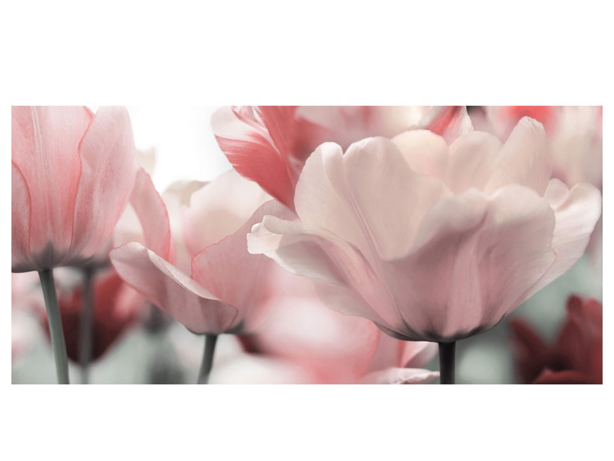 Digitaldruck auf Acrylglas Blüten in Rose image LAND / Grösse: 140 x 66 cm