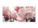 Digitaldruck auf Acrylglas Blüten in Rose image LAND / Grösse: 140 x 66 cm