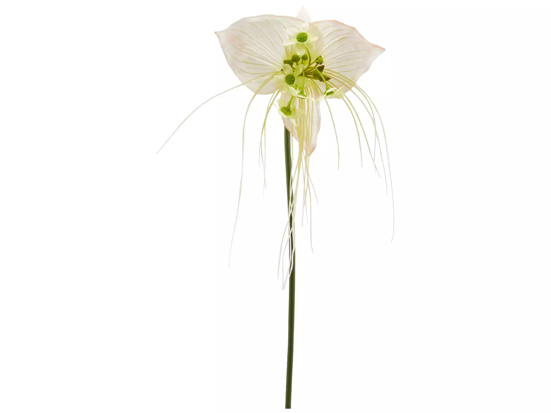 Kunstblume Orchidee Weiss-Grün H: 70 cm Edg / Farbe: Grün Weiss