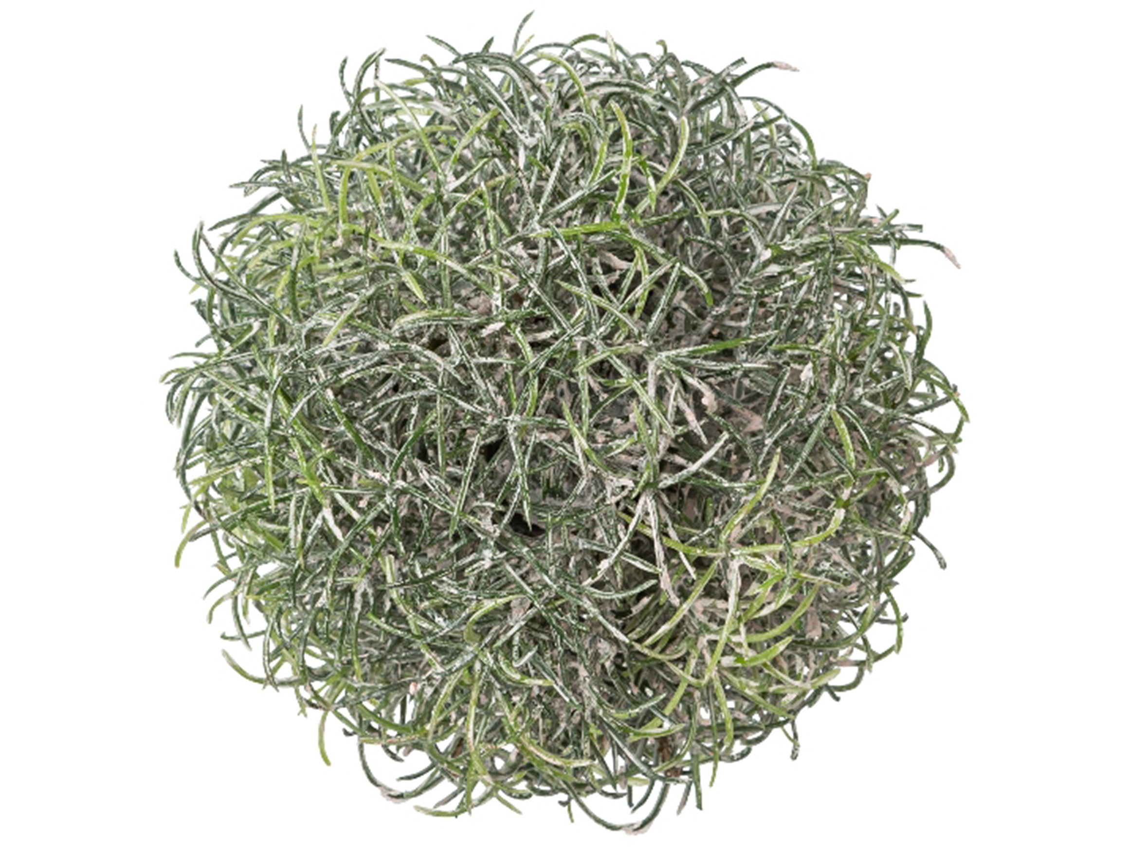 Artificial plant Grass ball 4/Pet Box D: 8 cm Gasper