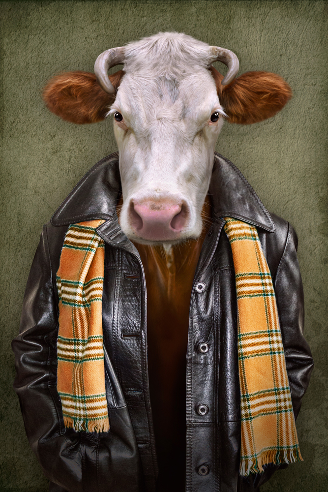 Alubild-Rind mit Lederjacke-image LAND