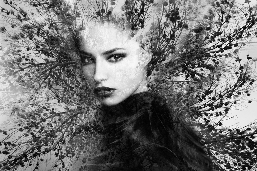 Alubild-Baumfee-image LAND