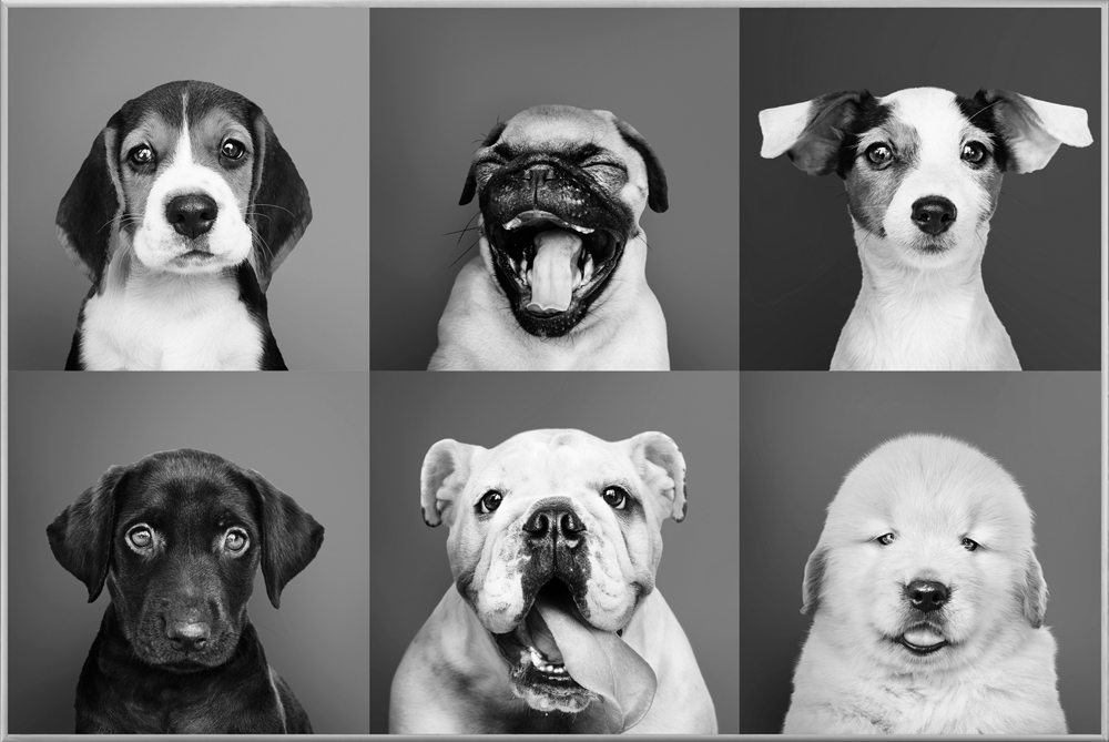 Bild mit Rahmen Lustige Hunde image LAND