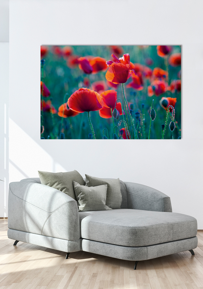 Alubild-Mohnfeld-image LAND