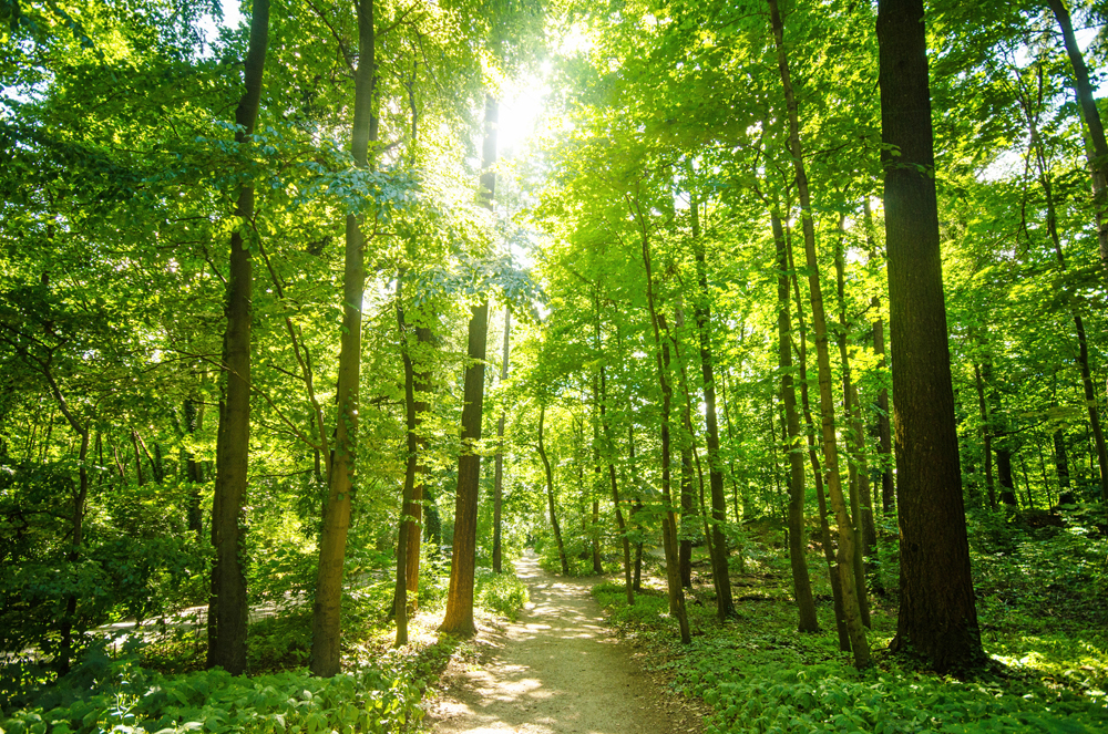 Alubild-Waldweg-image LAND