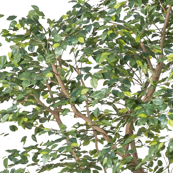 Kunstpflanzen Ficus Benjamina Naturstamm Auf Metallplatte H: 310 Gasper / Grösse: x cm