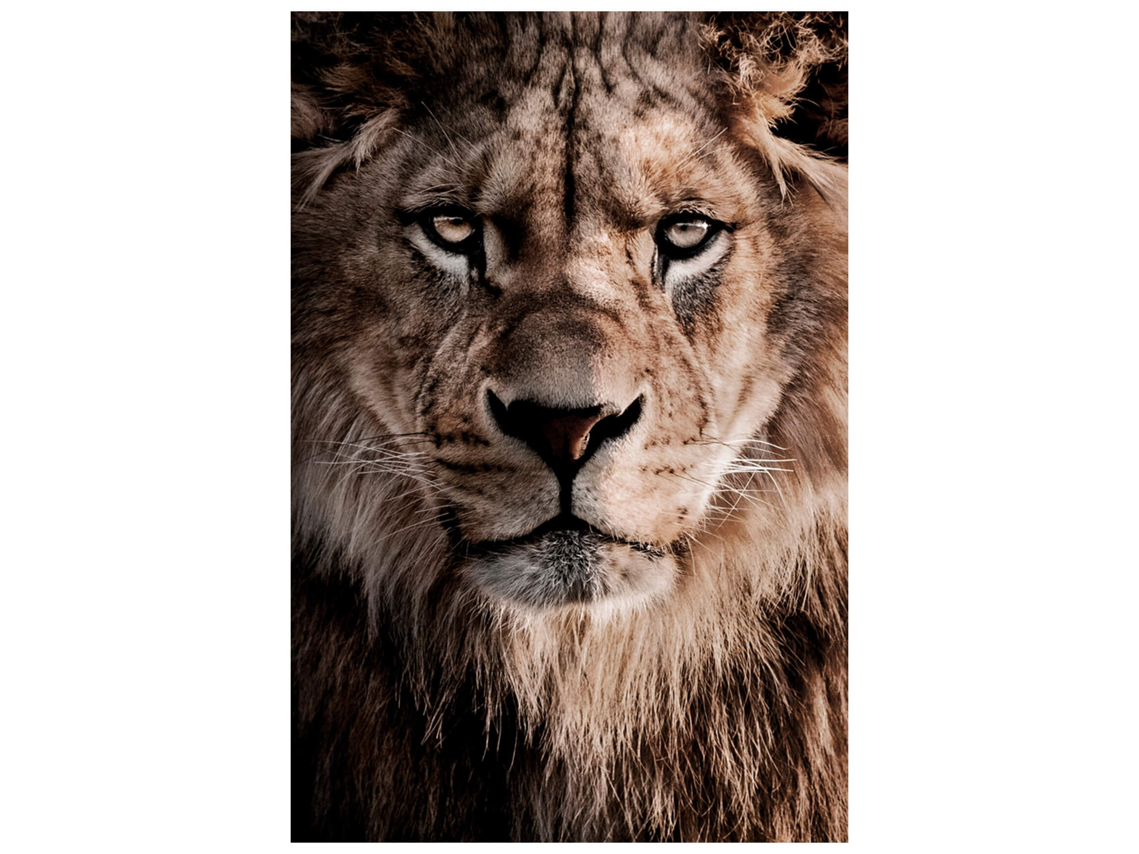 Digitaldruck auf Glas König Der Löwen image LAND