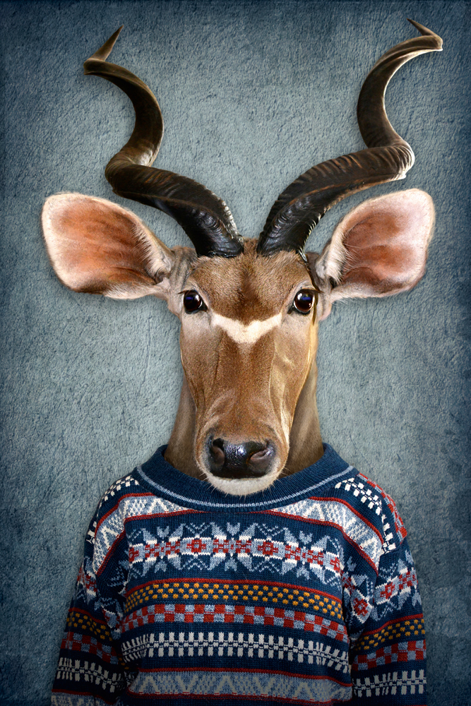 Alubild-Antilope mit Pulli-image LAND