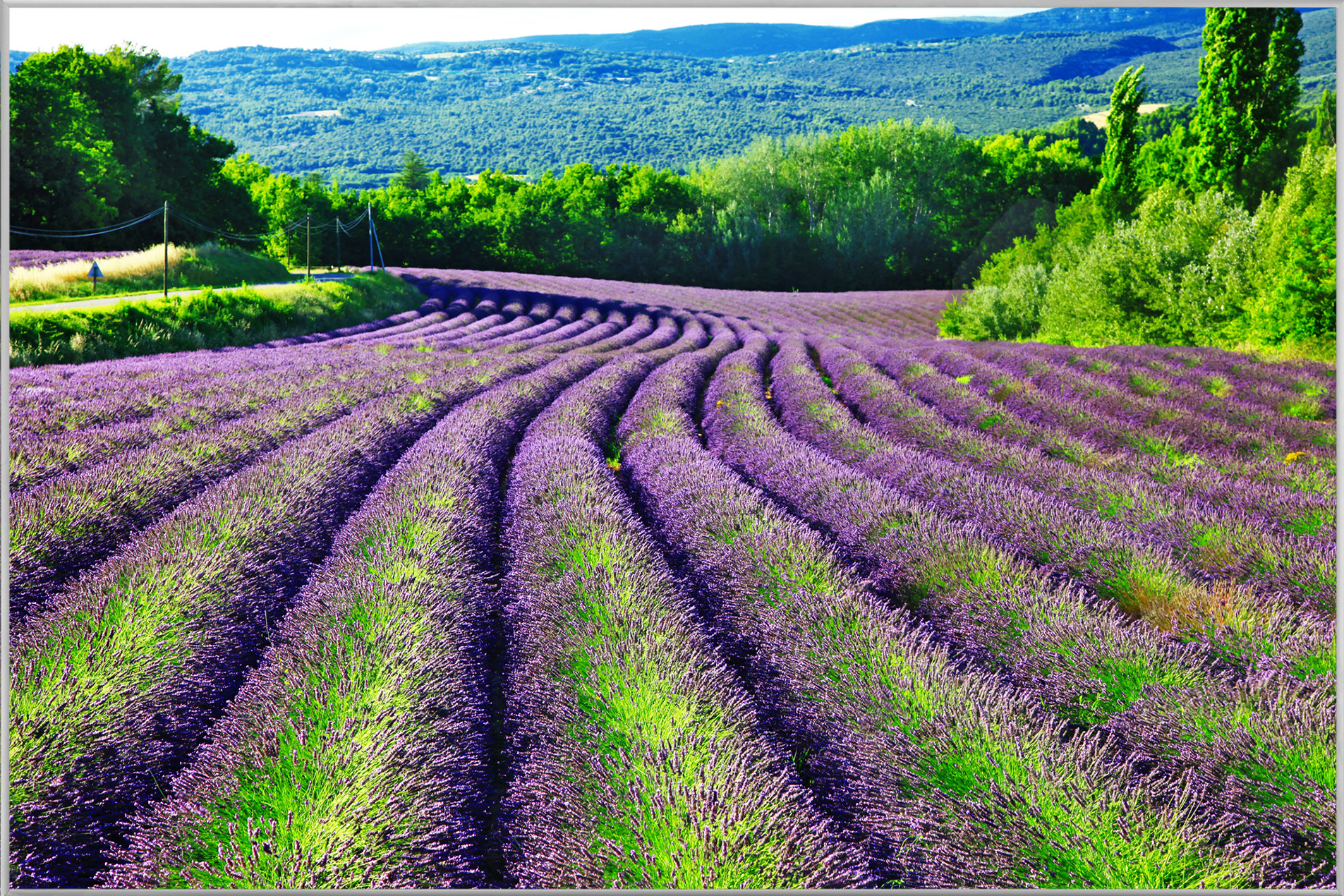 Bild mit Rahmen-Lavendelfeld 1-image LAND