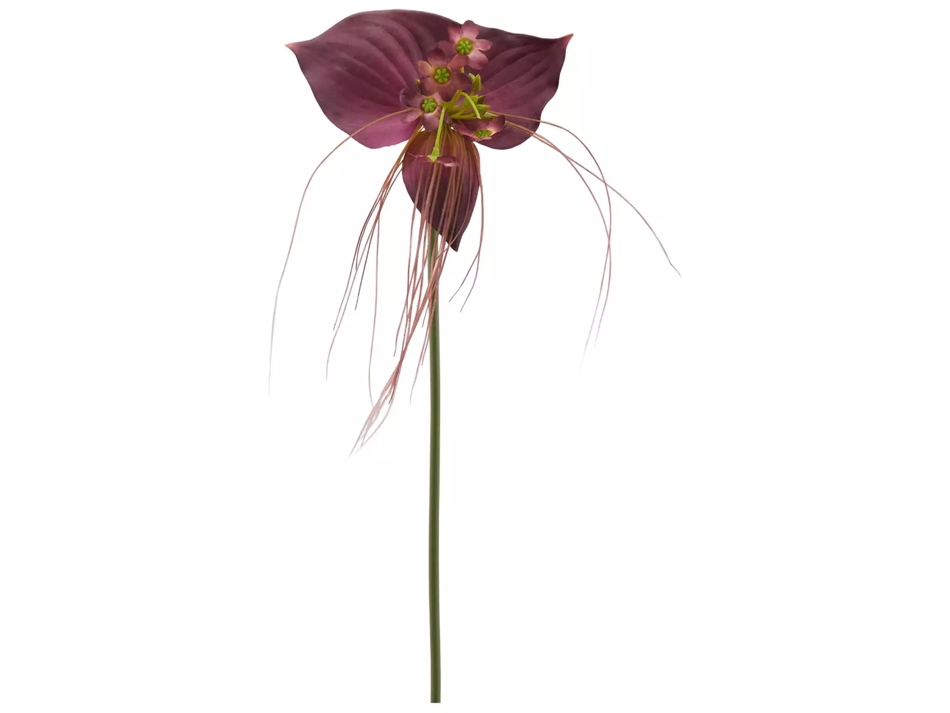 Kunstblume Orchidee Burgund H: 70 cm Edg / Farbe: Burgund