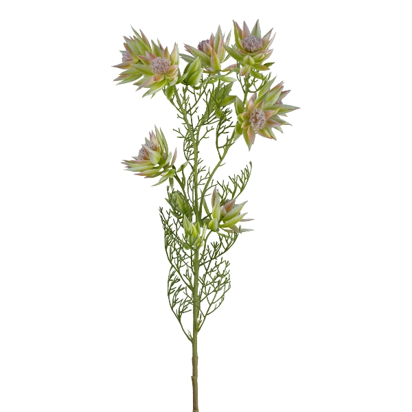 Branche de protéa, vert H : 78 cm
