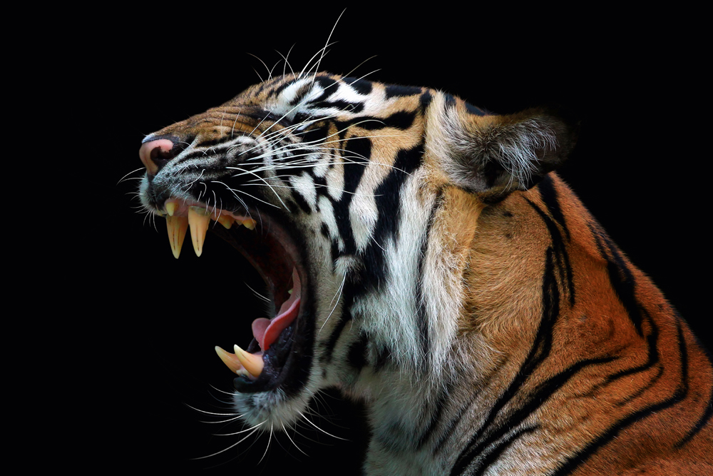 Alubild-Fauchender Tiger-image LAND