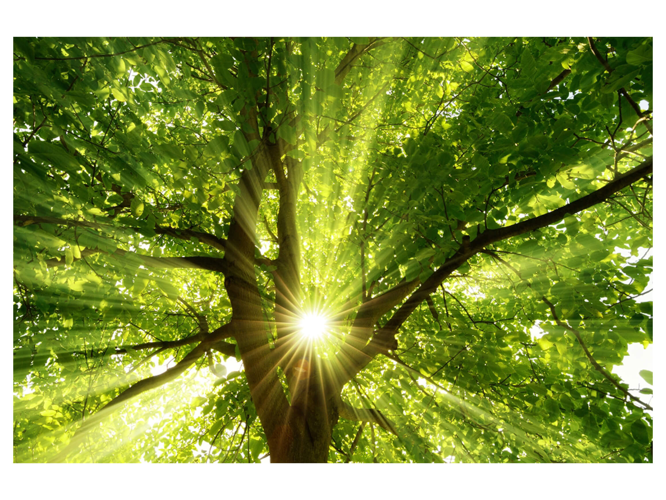 Digitaldruck auf Acrylglas Baumkrone 1 image LAND / Grösse: 150 x 100 cm