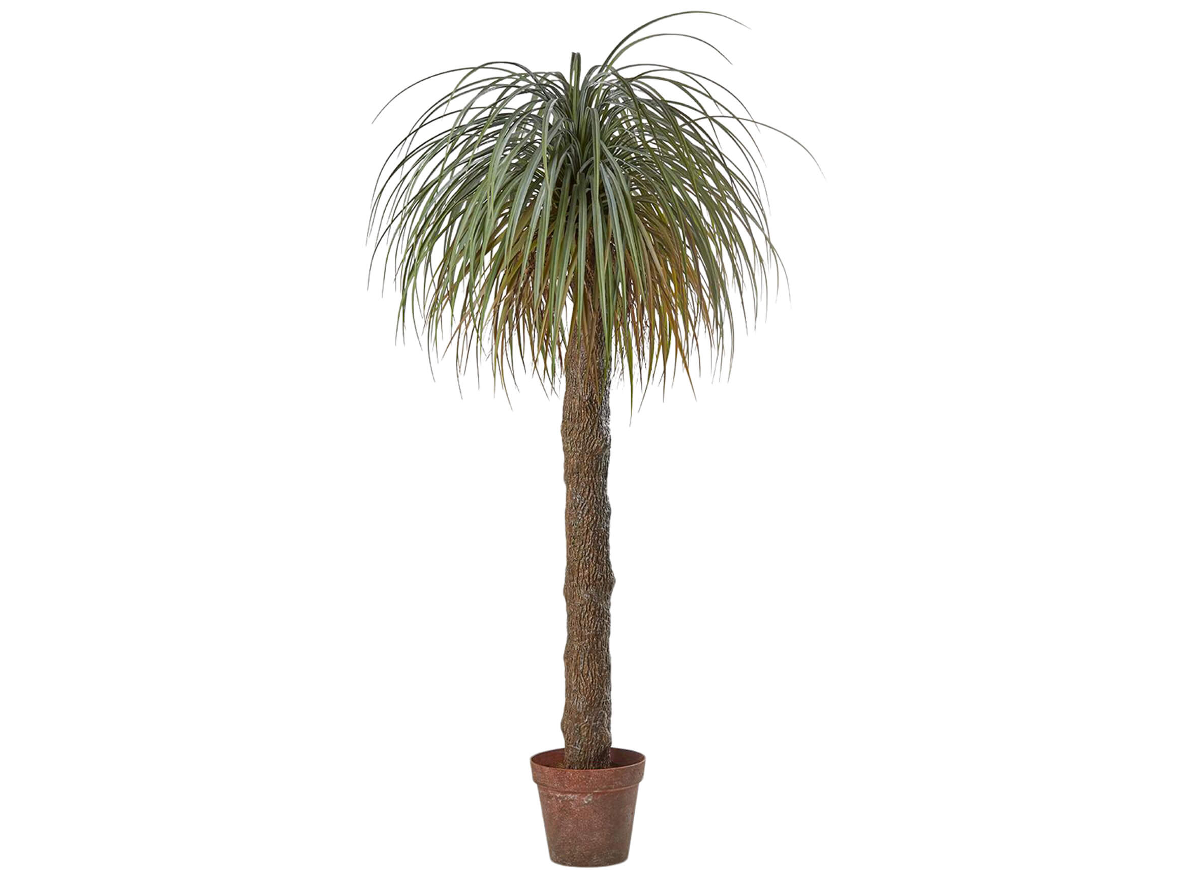 Kunstpflanzen Beaucarnea H: 190 cm Edg