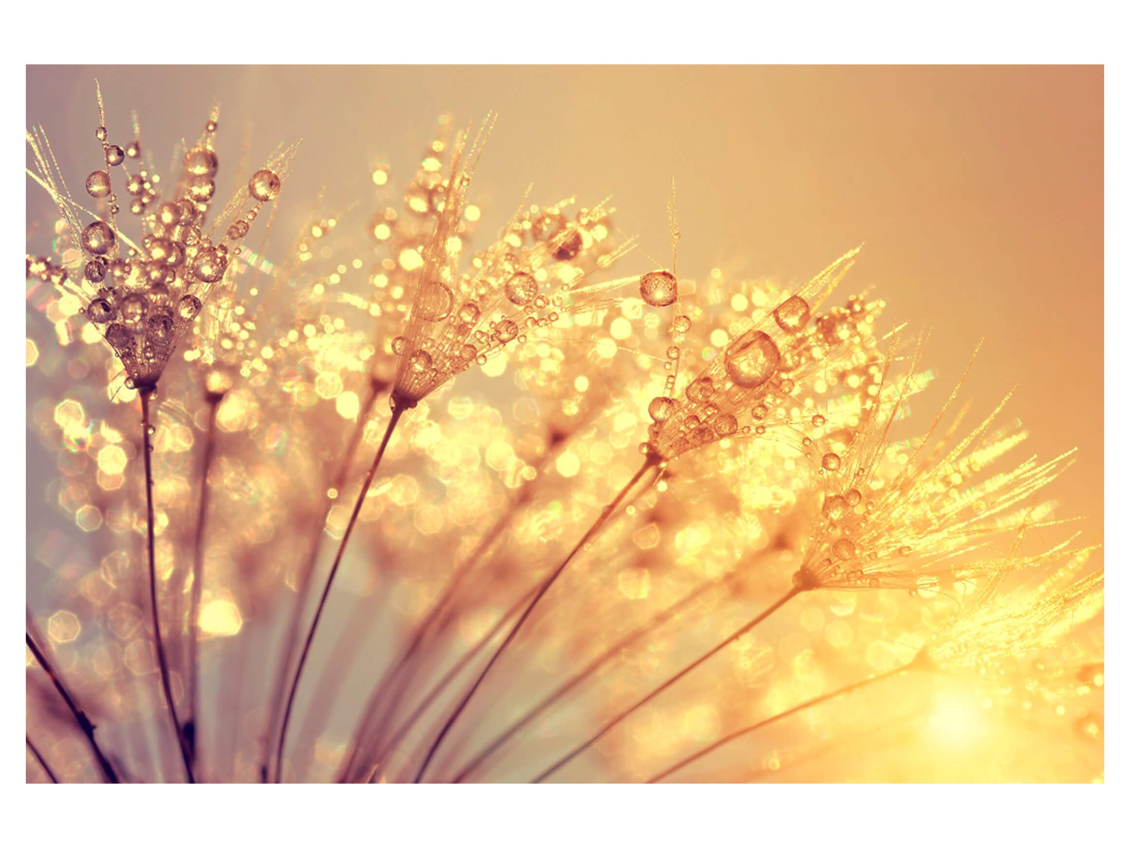 Digitaldruck auf Acrylglas Pusteblume mit Morgentau image LAND / Grösse: 120 x 80 cm