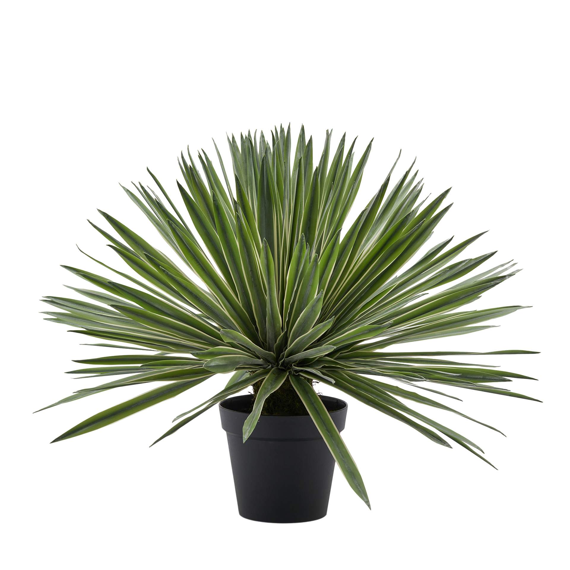 Edg Kunstpflanze Agave im Topf H: 65 cm  | Schubiger Möbel