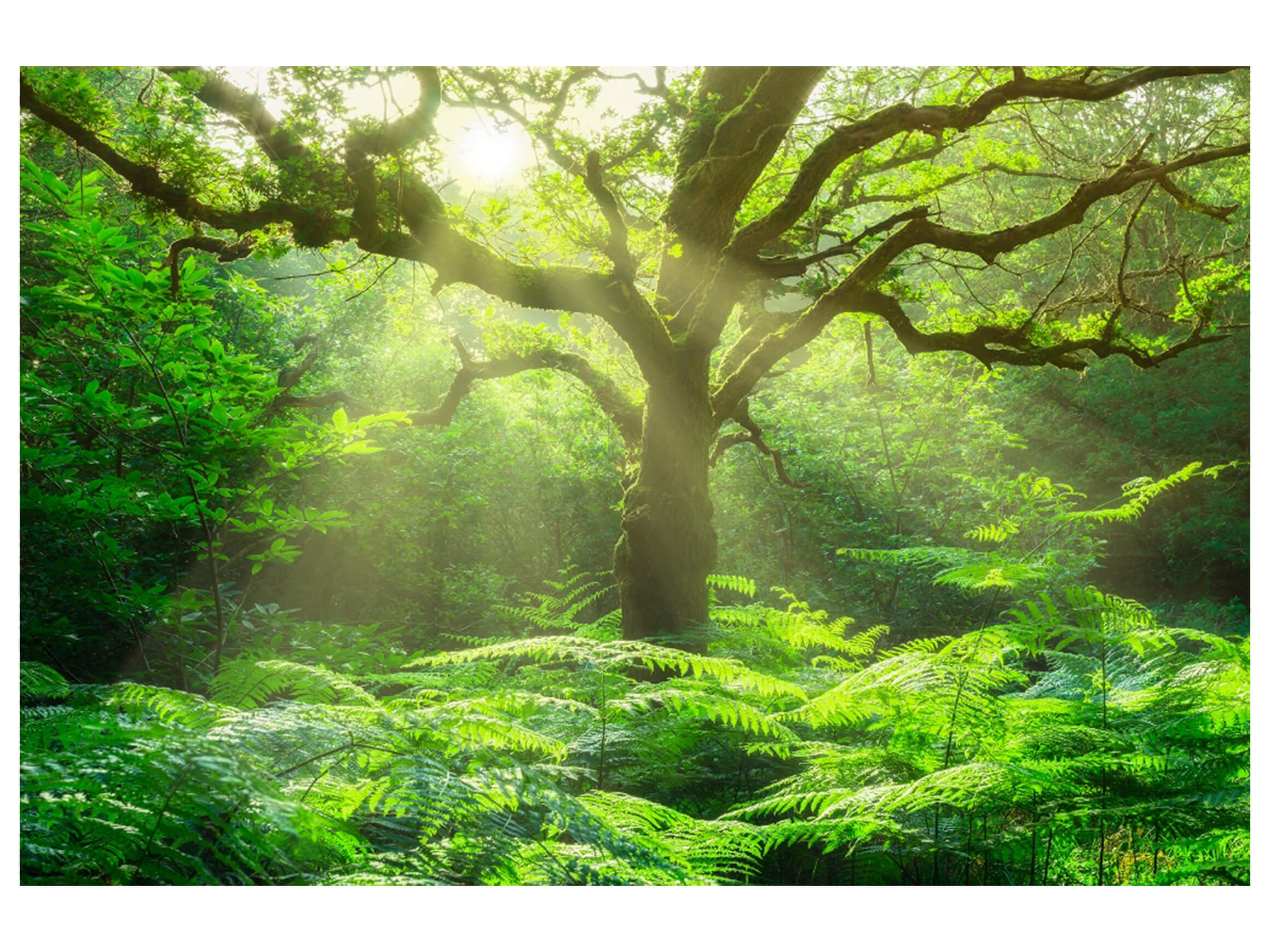 Digitaldruck auf Glas Baum im Wald image LAND