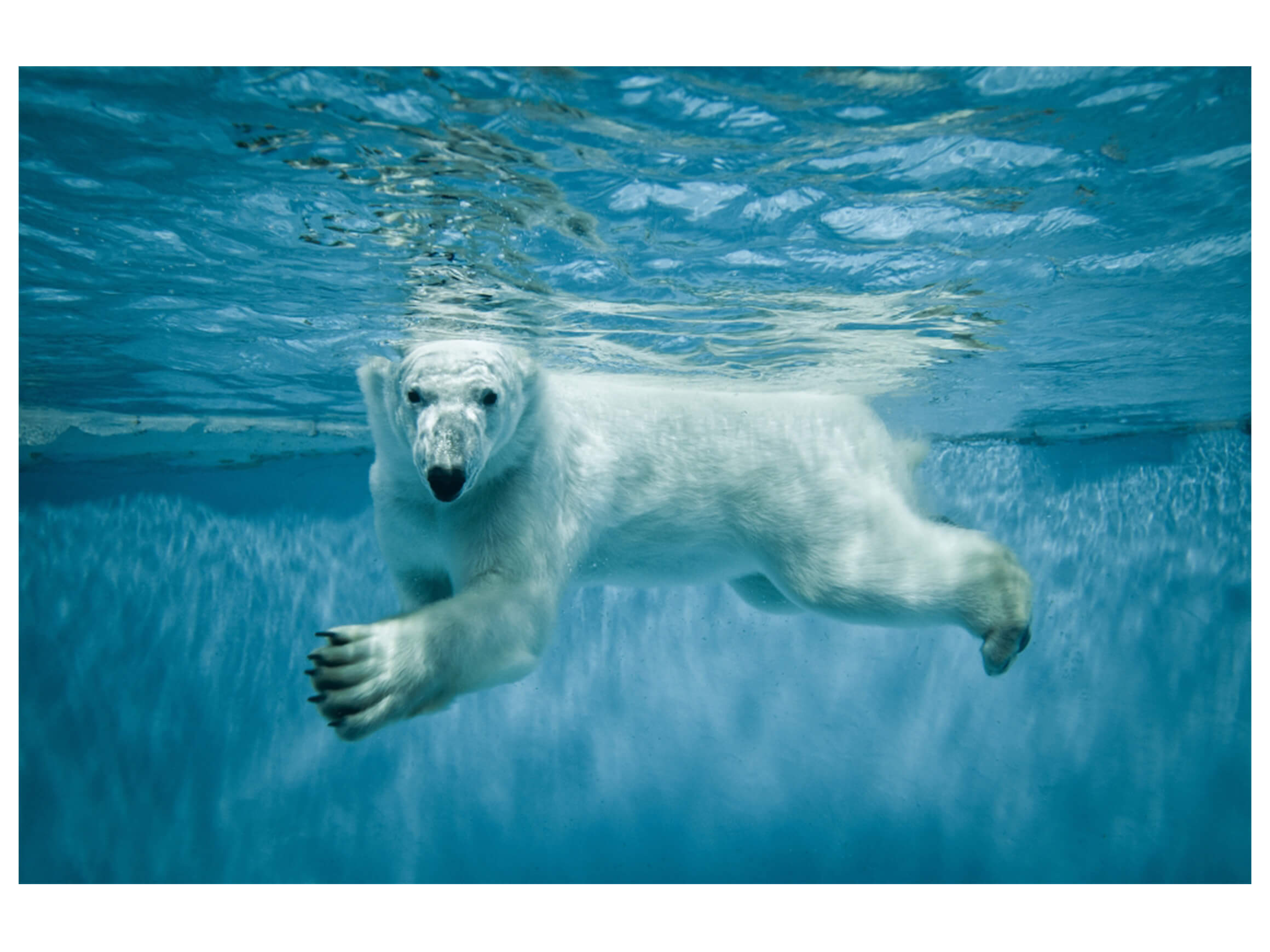 Digitaldruck auf Acrylglas Eisbär image LAND / Grösse: 120 x 80 cm