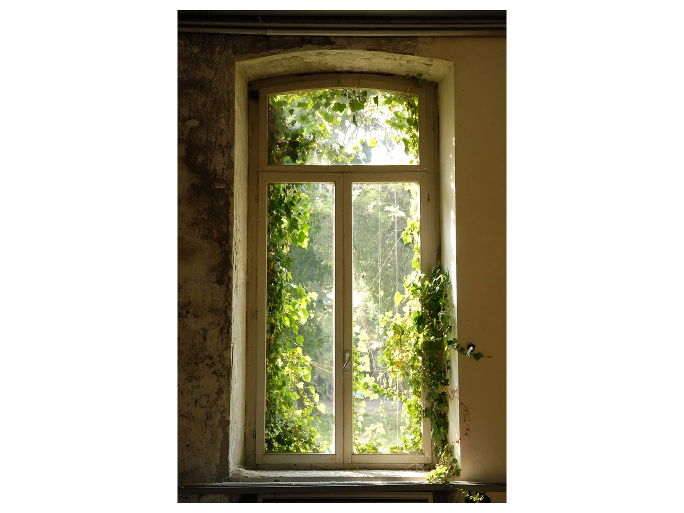 Digitaldruck auf Acrylglas Fenster mit Laub 2 image LAND