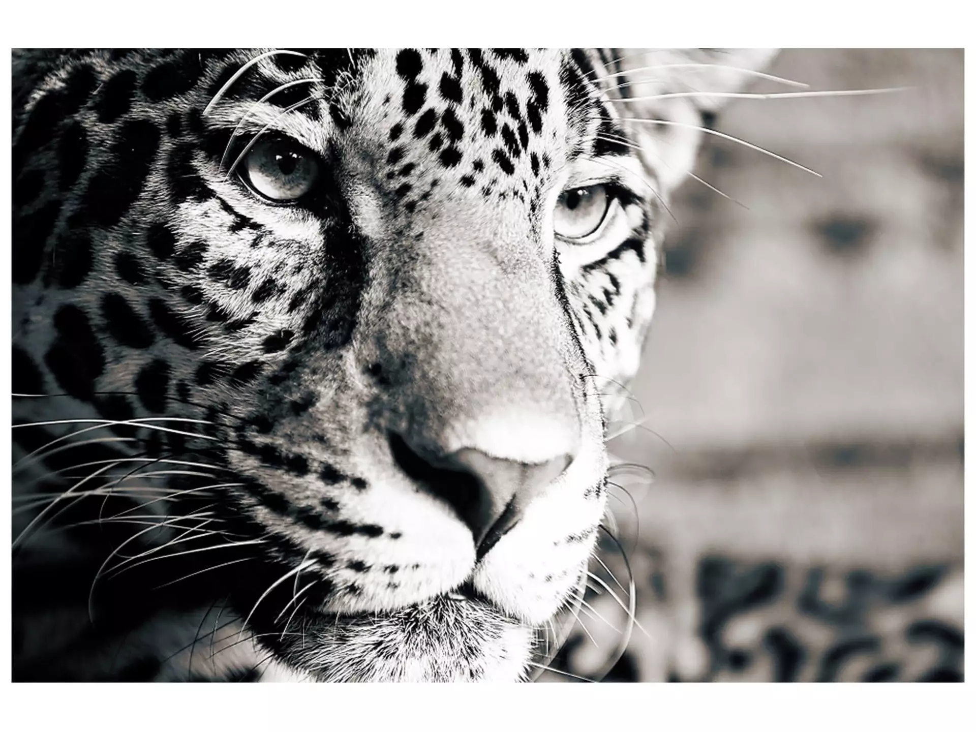 Digitaldruck auf Acrylglas Leopard image LAND / Grösse: 150 x 100 cm